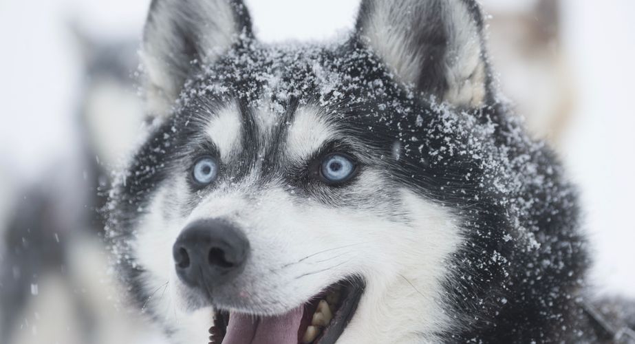 29 38 Lapland 13 29 38 Lapland 13